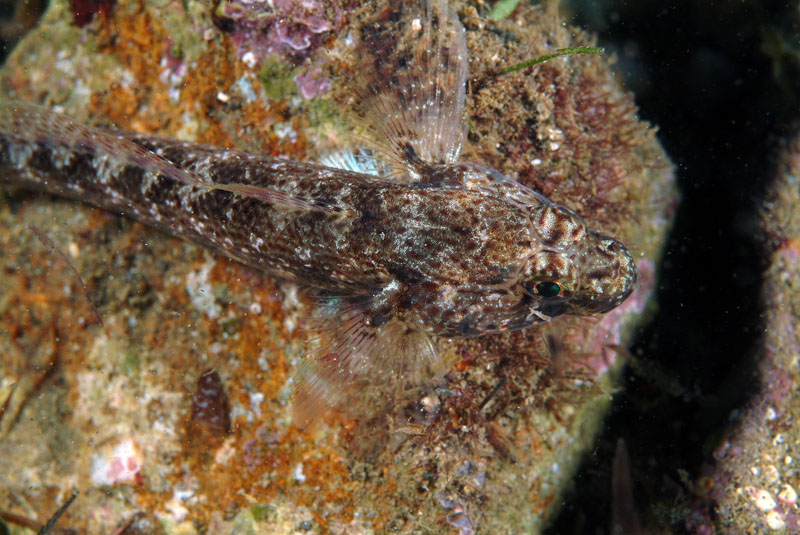 Gobius niger e Gobius incognitus